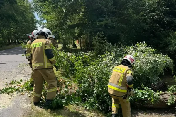 Drzewo powalone na drogę w Borzęcinie Dużym – interwencja OSP Borzęcin
