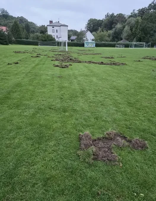 Dziki zdewastowały boisko treningowe Okocimskiego Brzesko