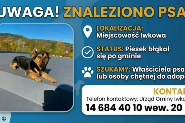 Znalazł się mały pies w gminie Iwkowa – szukamy właściciela