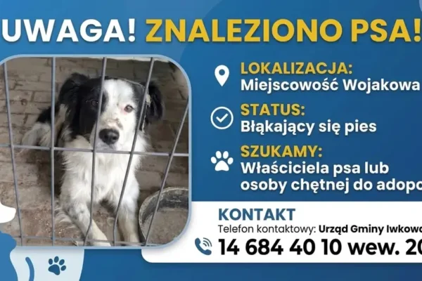 Znalazł się border collie w Wojakowej – szukamy właściciela