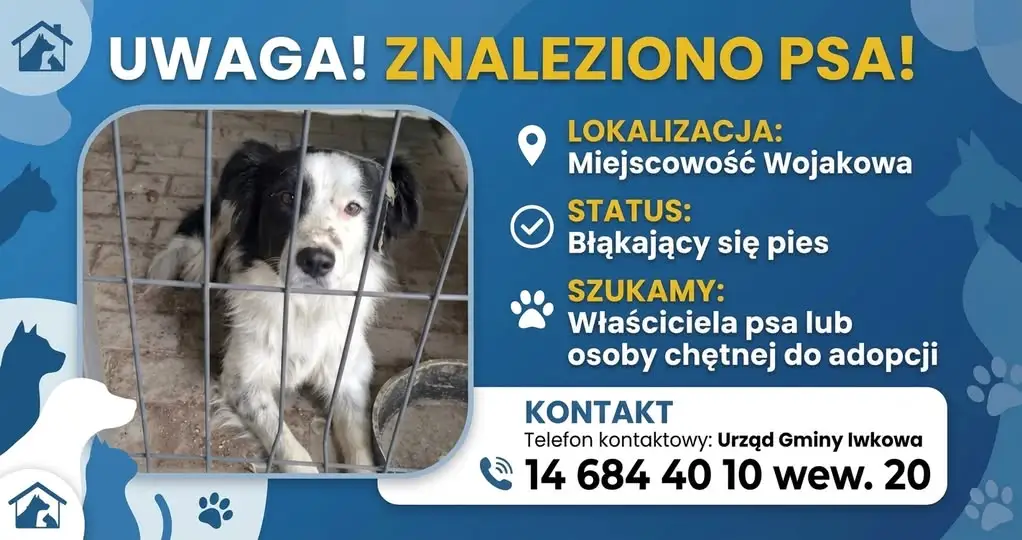 Znalazł się border collie w Wojakowej – szukamy właściciela