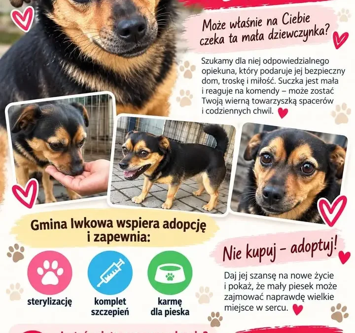 Gmina Iwkowa szuka domu dla małej suczki – adoptuj, nie kupuj!